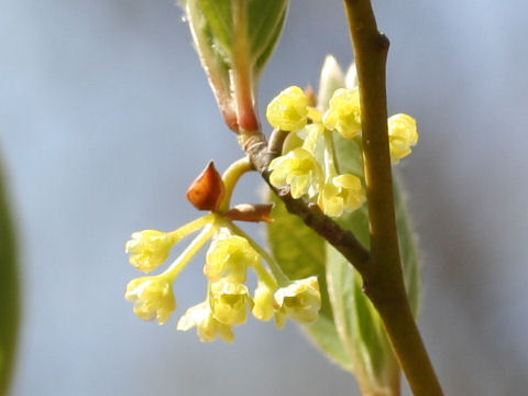 Lindera umbellata var. mambranacea