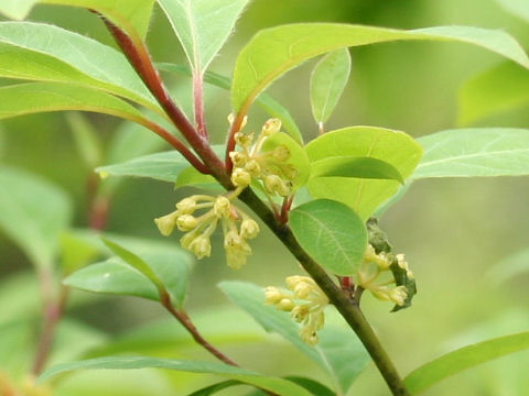 Lindera umbellata var. mambranacea