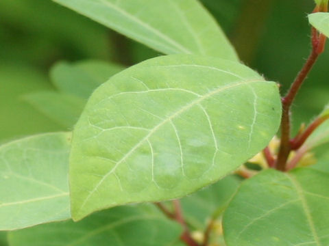 Lindera umbellata var. mambranacea