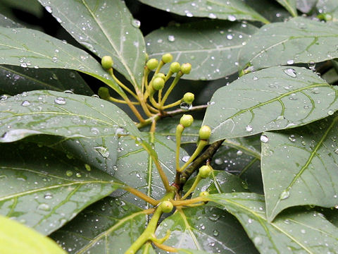 Lindera umbellata var. mambranacea