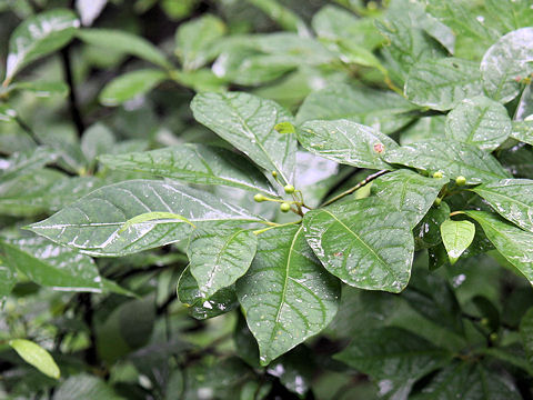 Lindera umbellata var. mambranacea