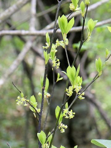 Lindera umbellata var. mambranacea