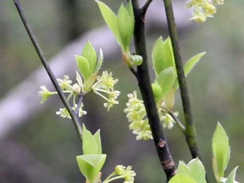 Lindera umbellata var. mambranacea