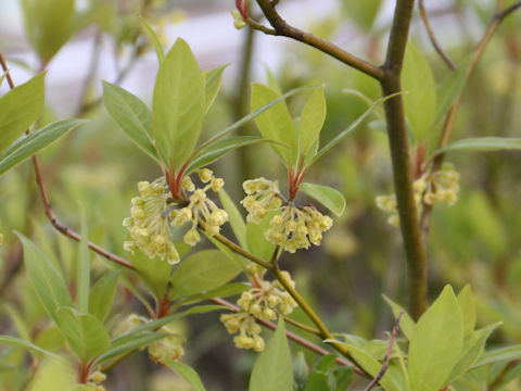 Lindera umbellata var. mambranacea