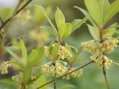 Lindera umbellata var. mambranacea