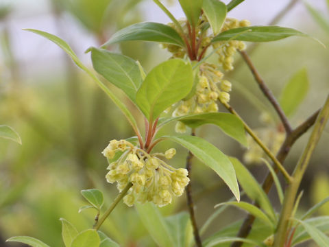 Lindera umbellata var. mambranacea