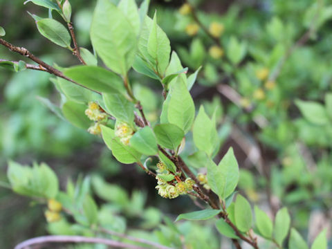 Lindera umbellata var. mambranacea