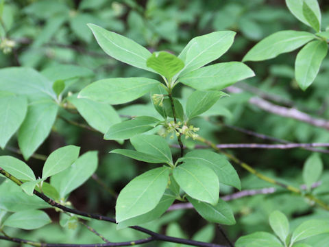 Lindera umbellata var. mambranacea