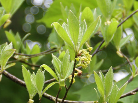 Lindera umbellata var. mambranacea