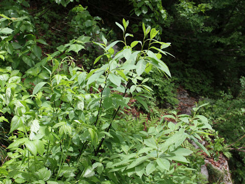 Lindera umbellata var. mambranacea