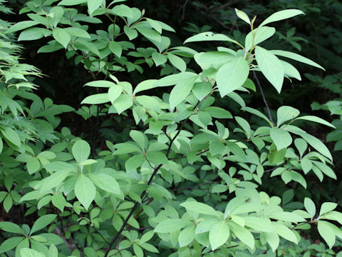 Lindera umbellata var. mambranacea