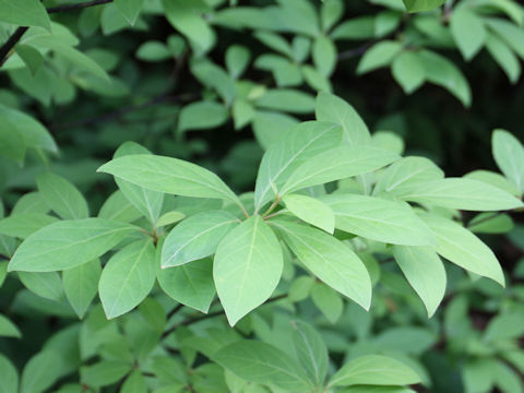 Lindera umbellata var. mambranacea