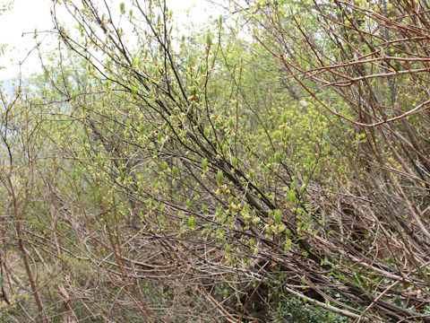 Lindera umbellata var. mambranacea