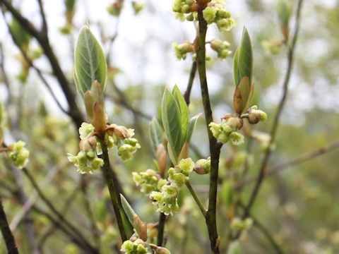 Lindera umbellata var. mambranacea