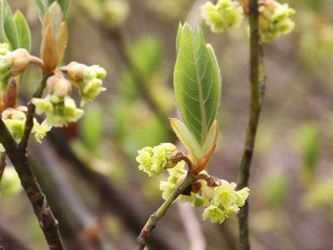 Lindera umbellata var. mambranacea