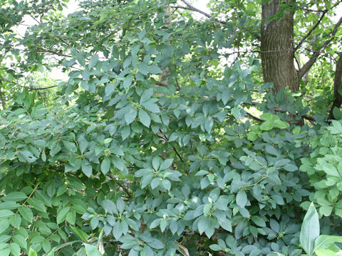 Lindera umbellata var. mambranacea