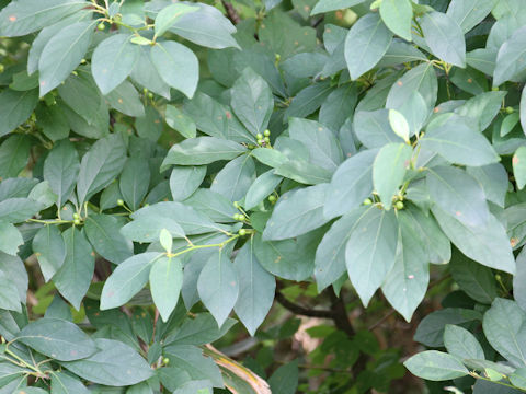 Lindera umbellata var. mambranacea