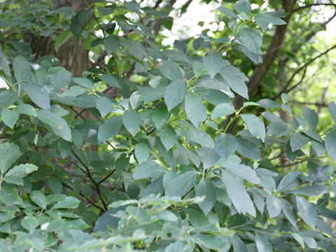 Lindera umbellata var. mambranacea