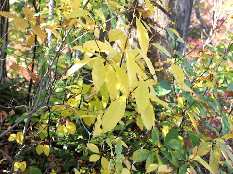 Lindera umbellata var. mambranacea