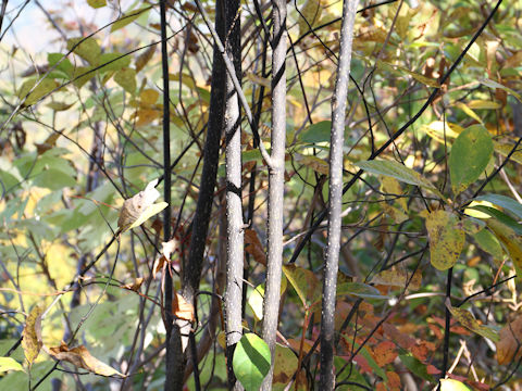 Lindera umbellata var. mambranacea