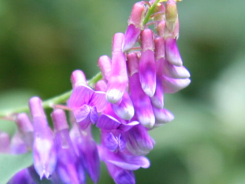 Vicia pseudo-orobus