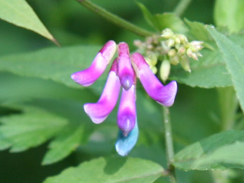 Vicia pseudo-orobus