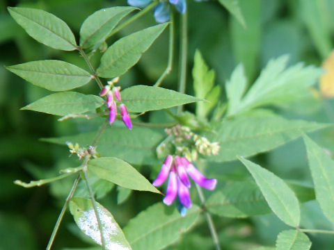 Vicia pseudo-orobus