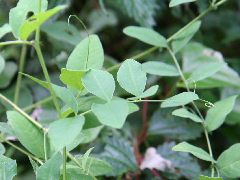 Vicia pseudo-orobus