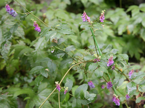 Vicia pseudo-orobus