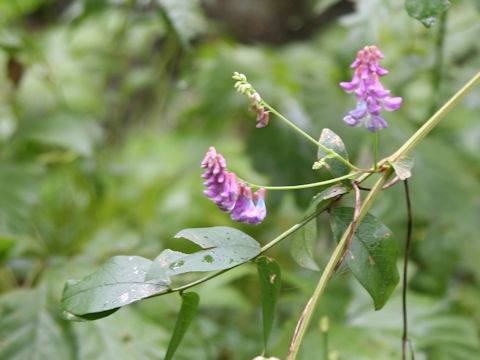 Vicia pseudo-orobus