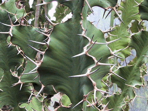 Euphorbia triangularis