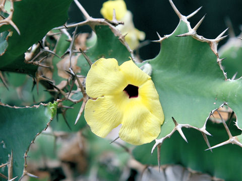 Euphorbia triangularis