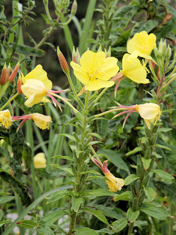 Oenothera erythrosepala