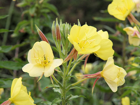 Oenothera erythrosepala