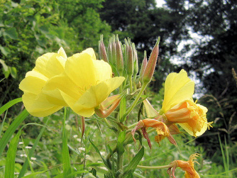 Oenothera erythrosepala