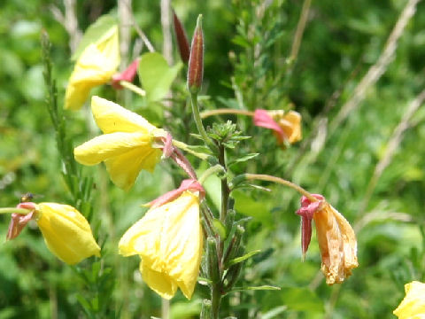 Oenothera erythrosepala