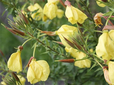 Oenothera erythrosepala