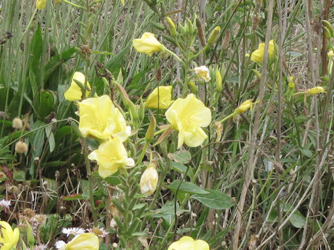 Oenothera erythrosepala