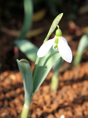 Galanthus elwesii