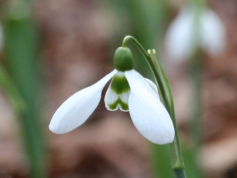 Galanthus elwesii