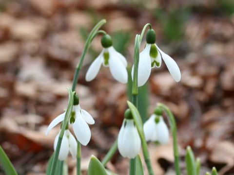 Galanthus elwesii