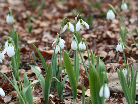 Galanthus elwesii