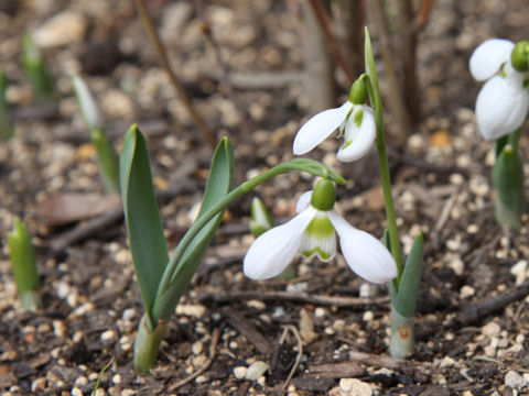 Galanthus elwesii