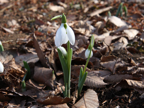 Galanthus elwesii