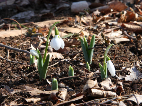 Galanthus elwesii