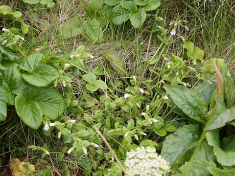 Cerastium holosteoides var. holosteoides