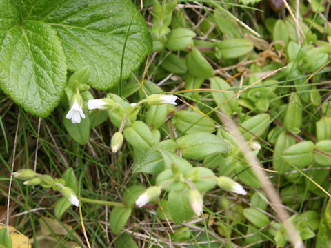 Cerastium holosteoides var. holosteoides