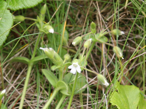 Cerastium holosteoides var. holosteoides
