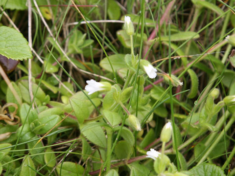 Cerastium holosteoides var. holosteoides