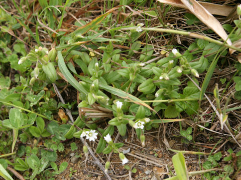 Cerastium holosteoides var. holosteoides